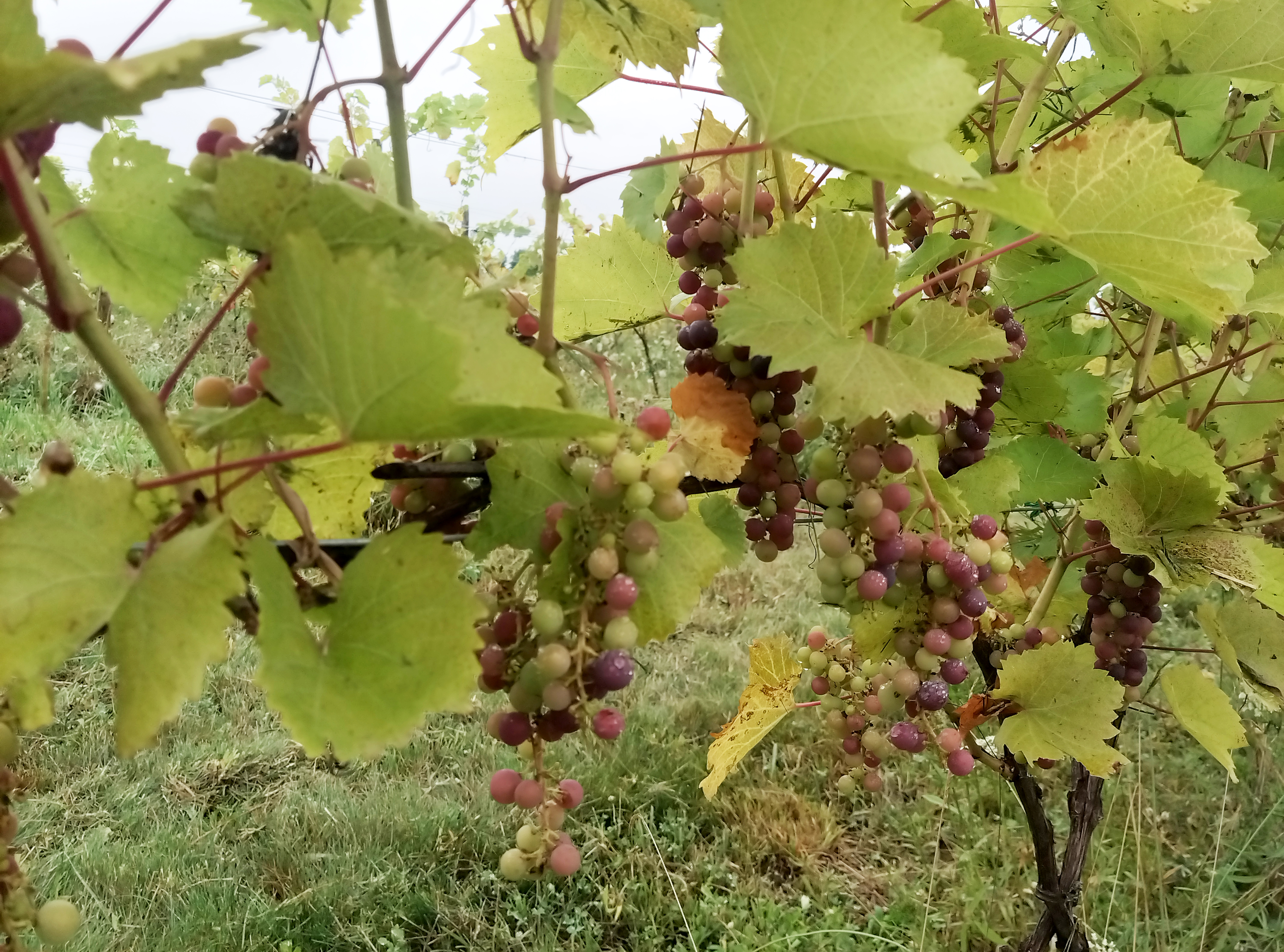 Marquette grapes hanging from a vine.